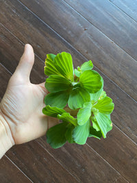 Giant Water Lettuce by Betta Botanicals, for blackwater aquariums, betta fish tanks, and biotope aquariums.