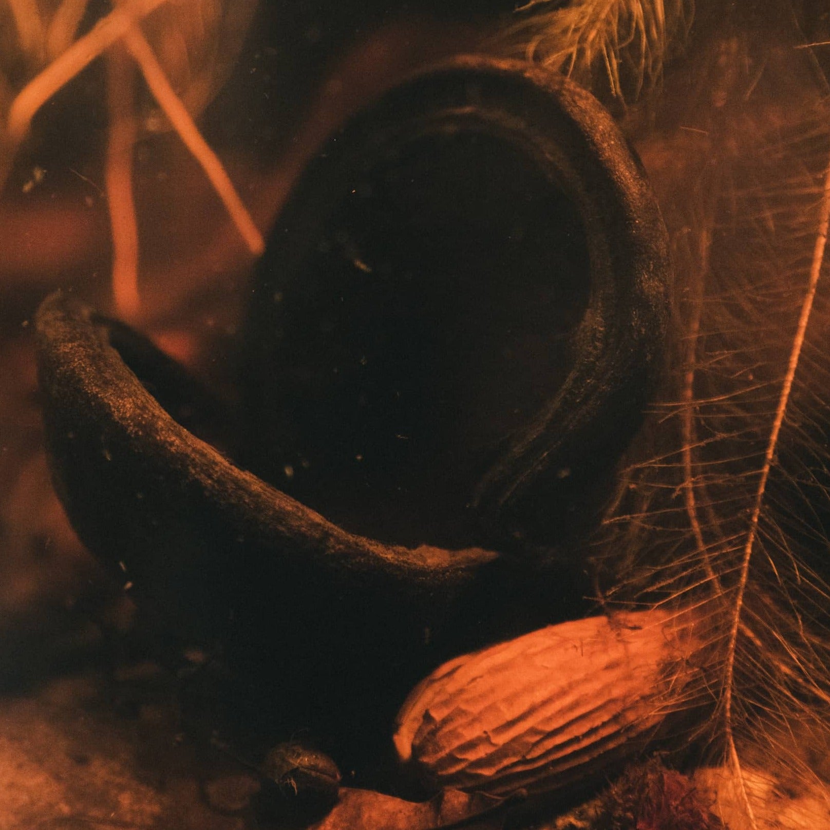 A jungle pod in a blackwater biotope aquarium with soft brown tinted water and green aquatic plants at Betta Botanicals.