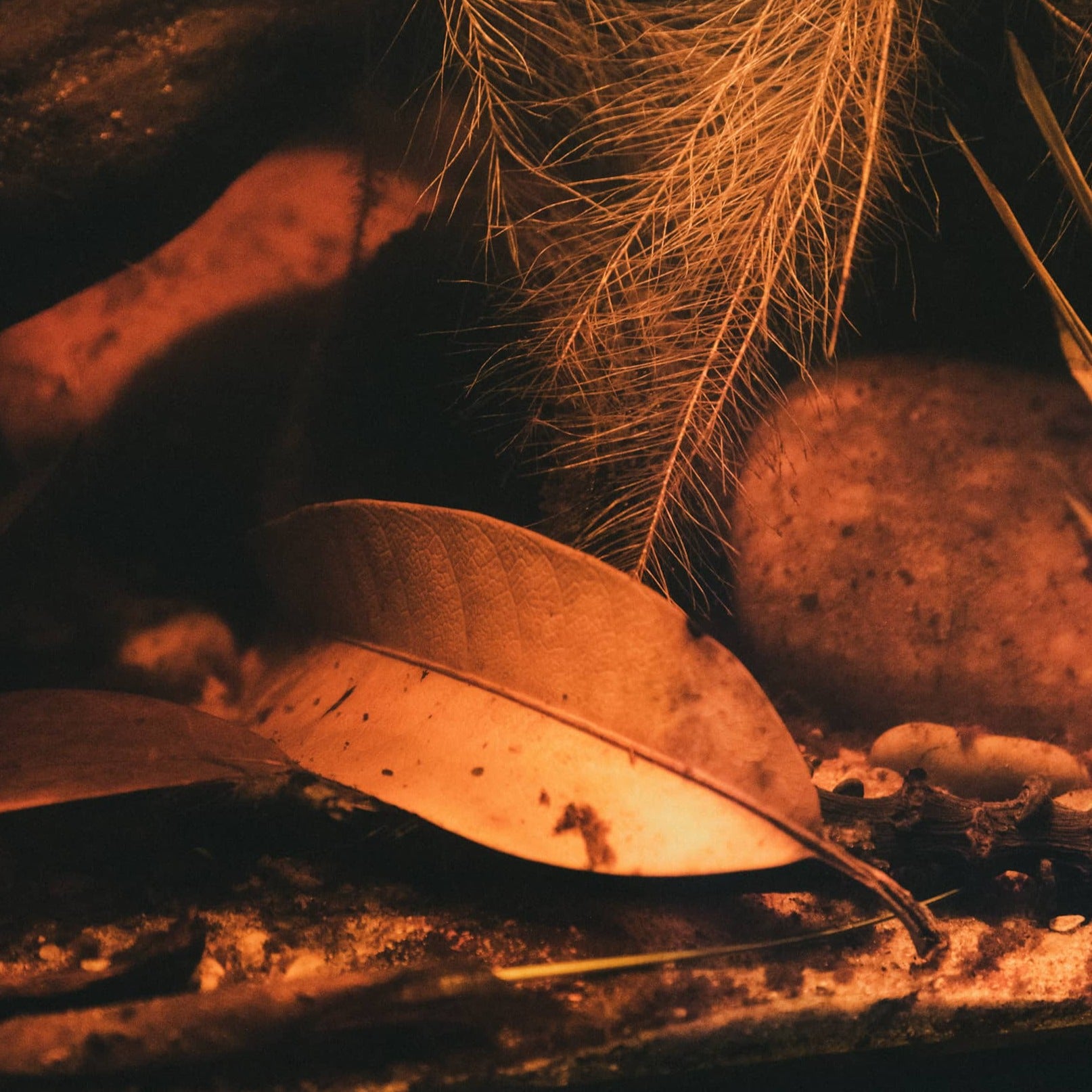 Mango leaves in a botanical aquarium by Betta Botanicals, for blackwater biotopes and ecosystem aquariums.