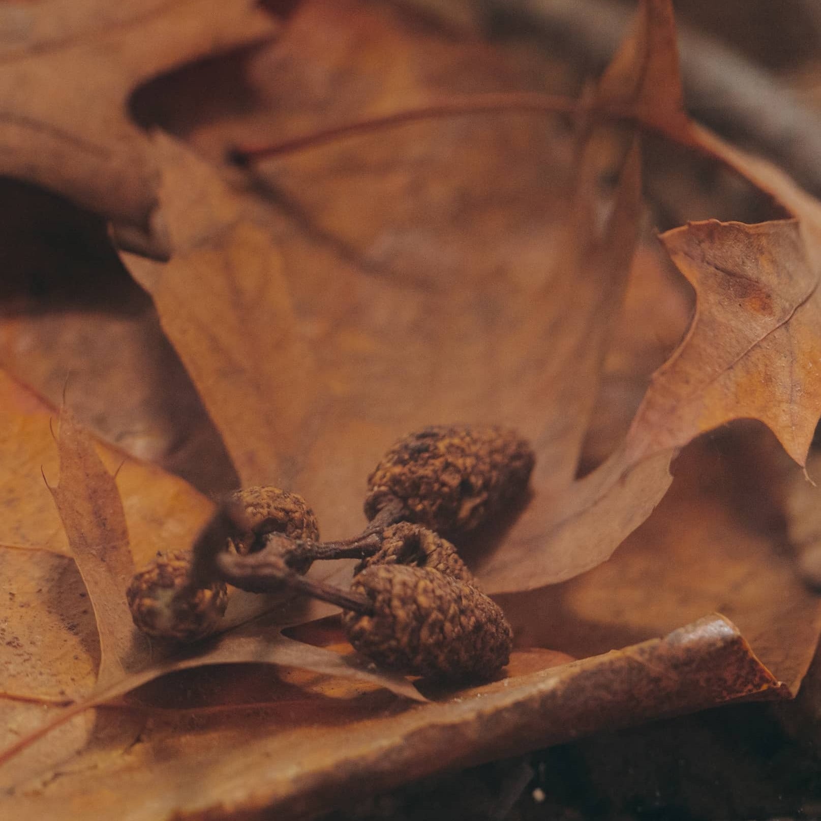 Alder cones with brown oak leaf litter in a blackwater aquarium for shrimp at Betta Botanicals.