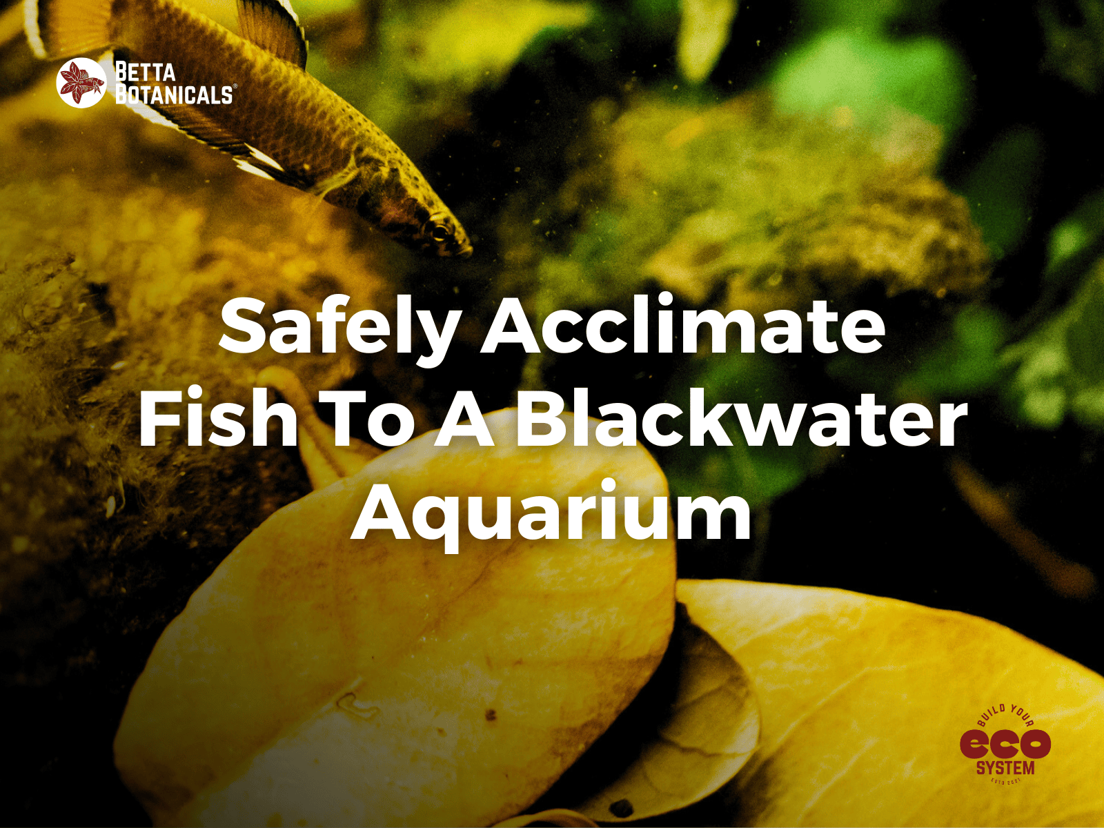 A Guide to Acclimating Fish to Botanical Method Aquariums – Betta ...