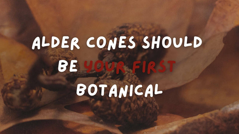 Benefits of Alder Cones in Botanical Method Aquariums