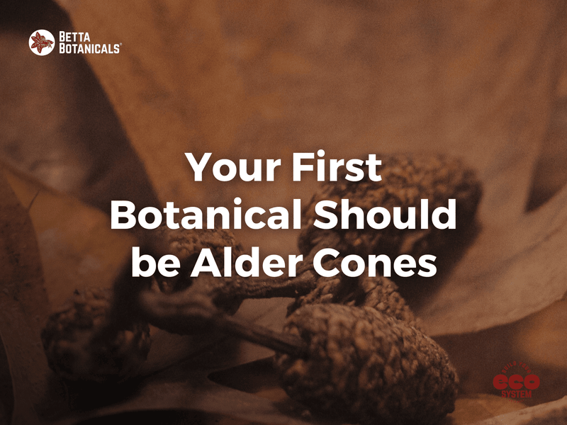 Alder cones, the perfect starting botanical for aquariums, naturally lower pH and release beneficial tannins to enhance aquatic environments at Betta Botanicals.