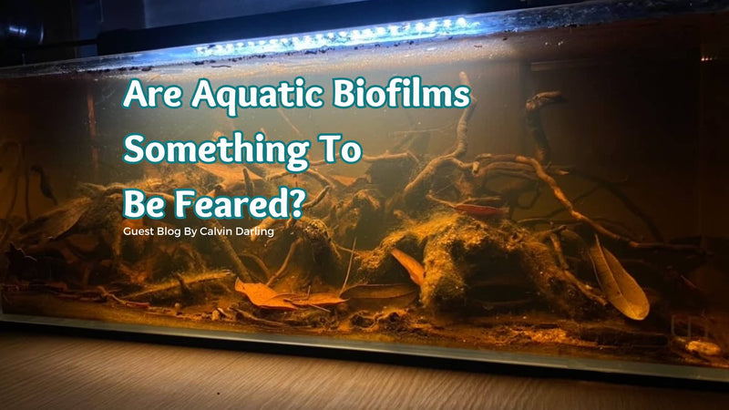 Aquarium Biofilms - The Good, The Bad, And The (NOT) So Ugly