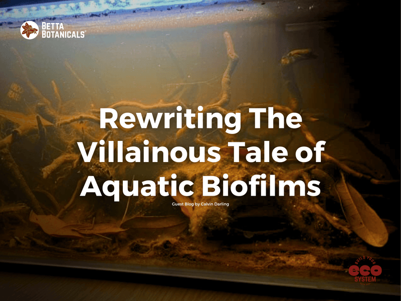 Exploring the misunderstood role of aquatic biofilms in blackwater aquariums, transforming perceptions of natural ecosystem processes at Betta Botanicals.