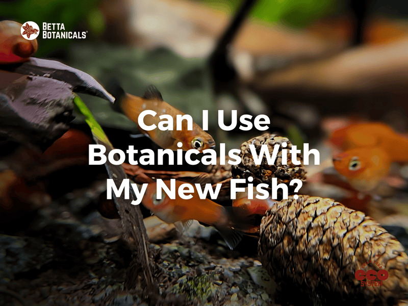 Discover the benefits of using botanicals with new fish, promoting natural behaviors and water chemistry balance in aquariums at Betta Botanicals.