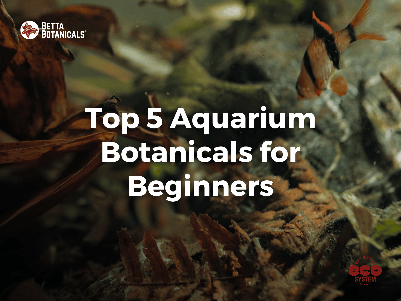Top 5 beginner-friendly botanicals for aquariums, perfect for establishing natural environments and improving water quality in blackwater setups at Betta Botanicals.