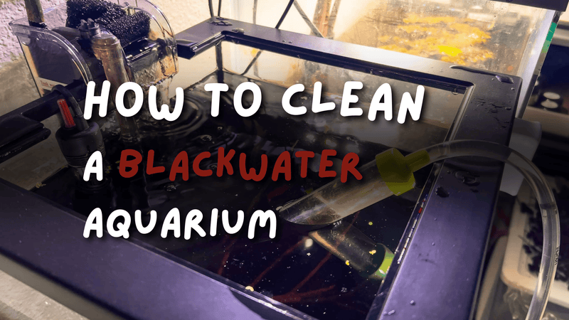Guide: How to Clean a Blackwater Aquarium