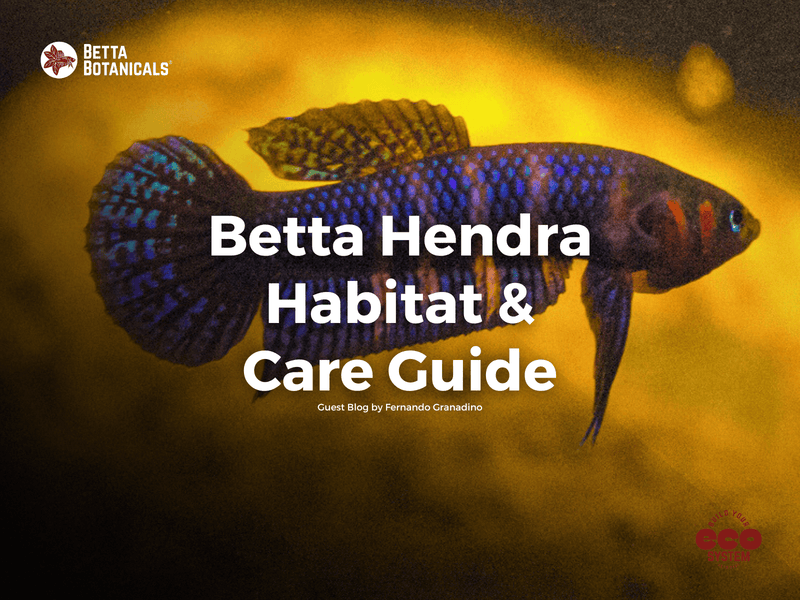 Comprehensive guide to recreating the natural habitat and caring for Betta Hendra, with tips on maintaining optimal conditions in a biotope aquarium at Betta Botanicals.