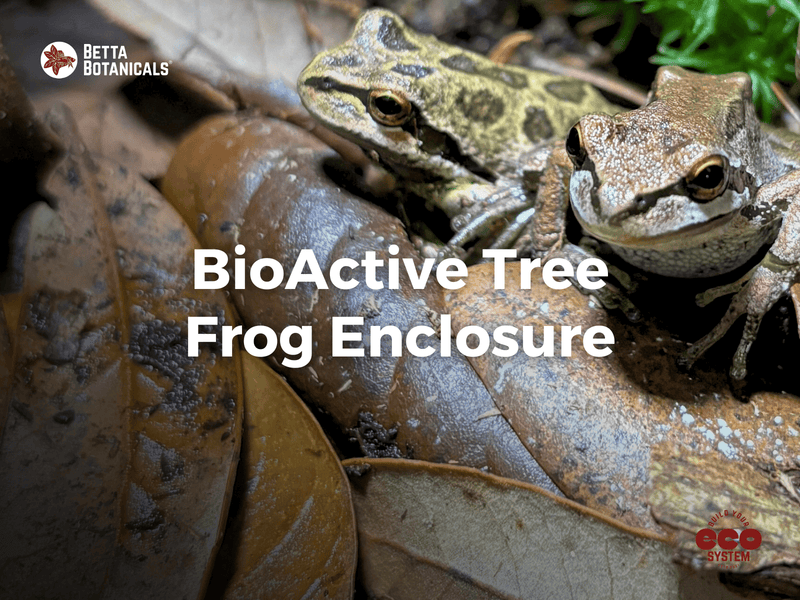 Bioactive tree frog enclosure featuring natural leaf litter and botanicals to create a thriving, self-sustaining ecosystem at Betta Botanicals.