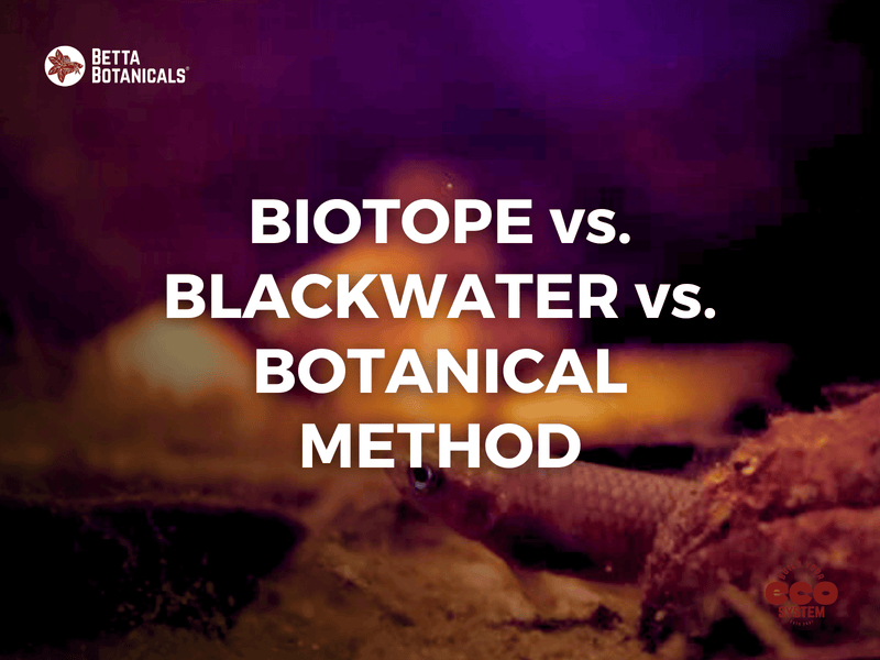 An in-depth comparison of biotope, blackwater, and botanical aquarium methods, exploring their differences in creating natural aquatic environments at Betta Botanicals.