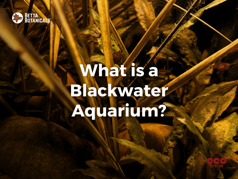 Learn about blackwater aquariums, their unique water chemistry, and how botanicals create a natural, tannin-rich environment for fish at Betta Botanicals.