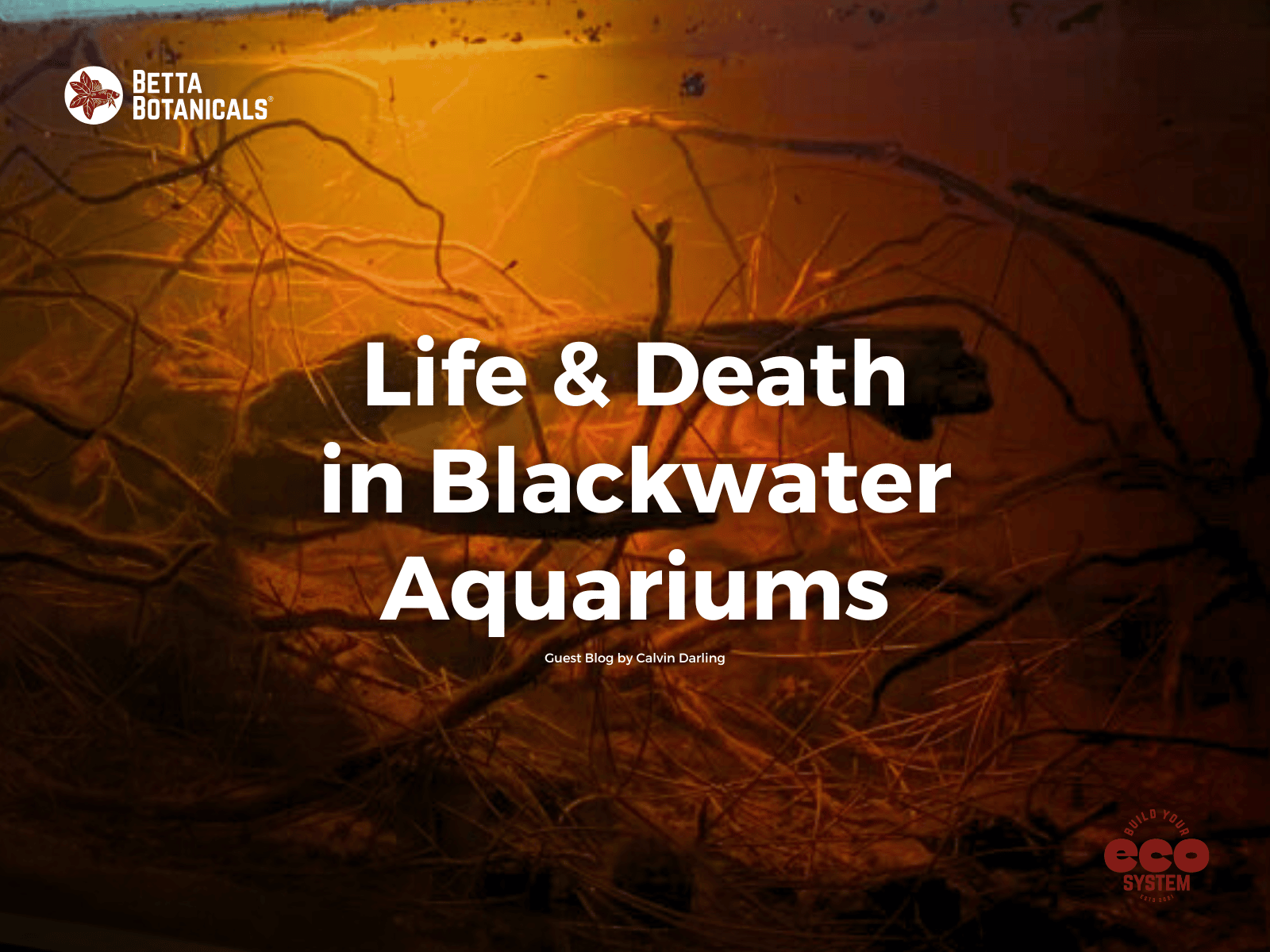 Exploring the cycle of life and death in blackwater aquariums, highlighting the natural processes that contribute to thriving aquatic ecosystems at Betta Botanicals.