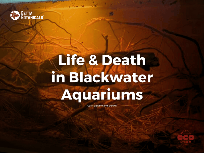 Exploring the cycle of life and death in blackwater aquariums, highlighting the natural processes that contribute to thriving aquatic ecosystems at Betta Botanicals.