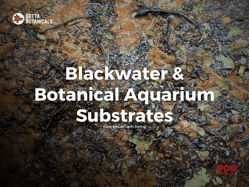 An in-depth look at blackwater and botanical aquarium substrates, showcasing natural layering techniques to enhance aquarium ecosystems at Betta Botanicals.