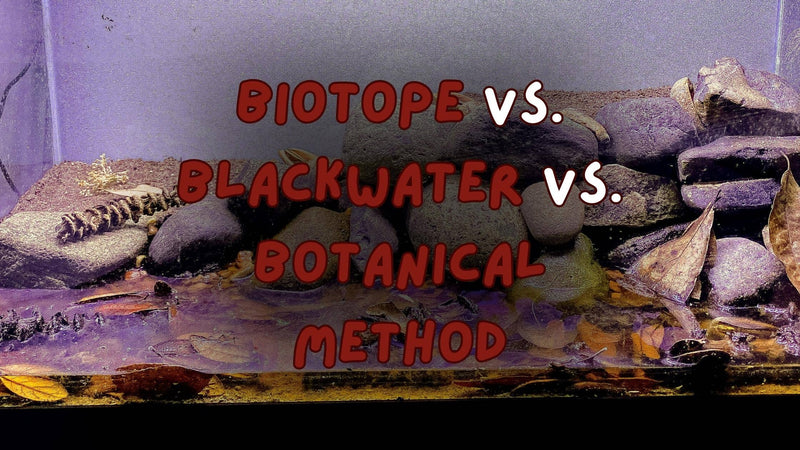 A tan and grey rocky hillslope in a aquarium with leaf litter and text on screen that reads biotope vs. blackwater vs. botanical method.