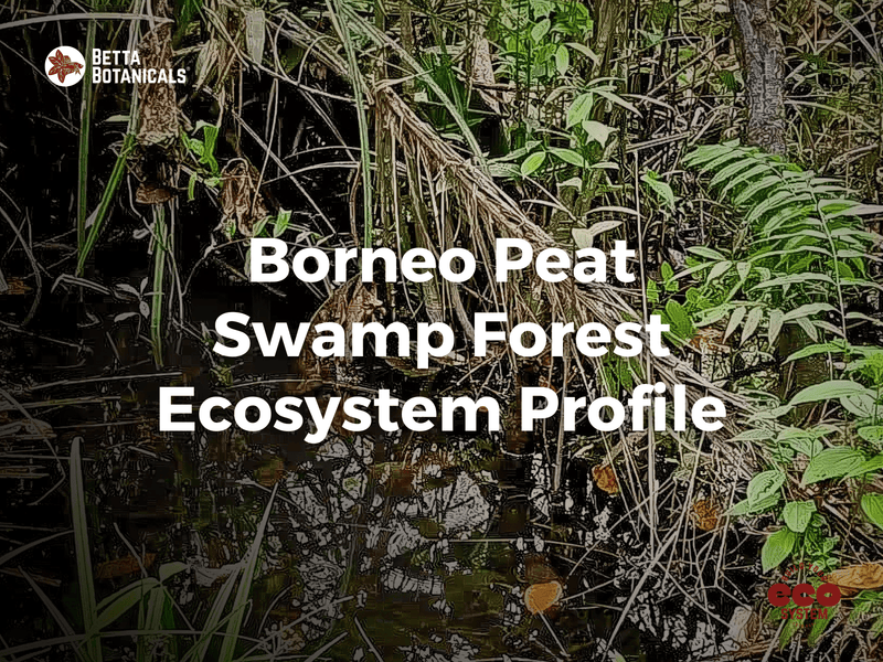 Profile of the unique Borneo Peat Swamp Forest ecosystem, showcasing its biodiversity and how to recreate this biotope in aquariums at Betta Botanicals.