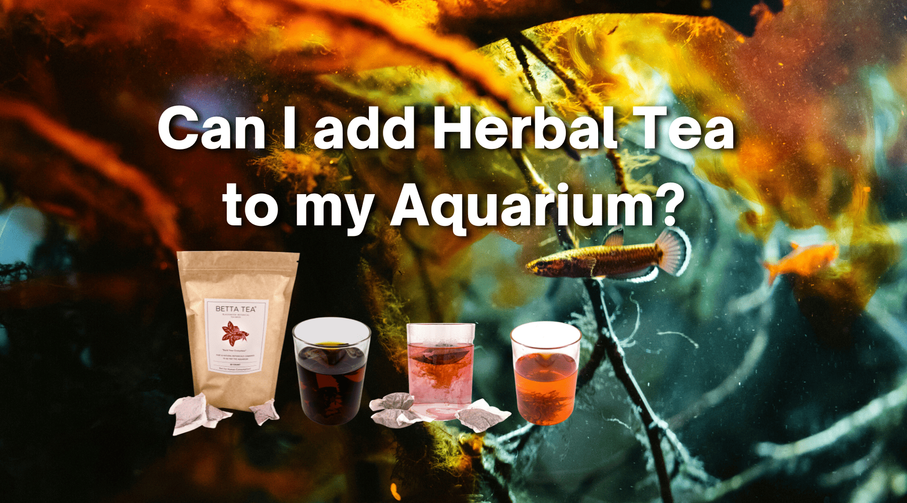 Using Brewed Tea In the Aquarium? Benefits, and Pitfalls! – Betta  Botanicals