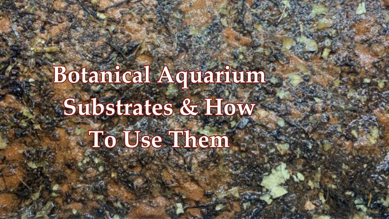 The Importance of Aquarium Substrates for Botanical Method Aquariums
