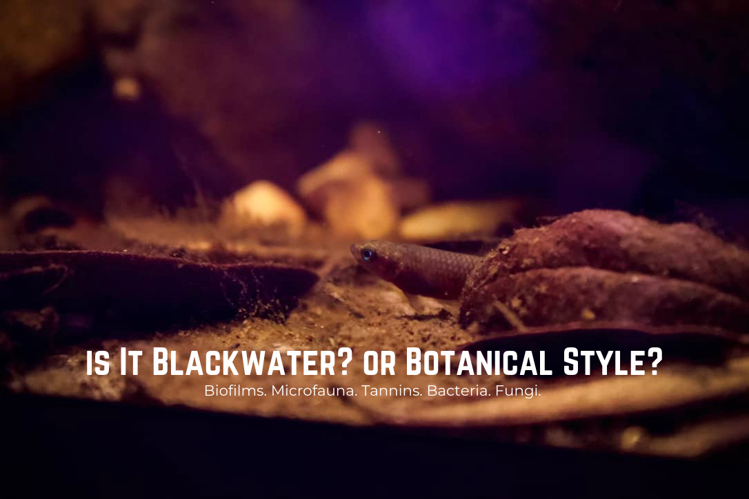 Is it 'Blackwater' or 'Botanical Style' Aquarium?, Betta Botanicals –  Betta Botanicals