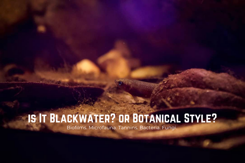 A blackwater and botanical style aquarium with aquarium botanicals by Betta Botanicals.