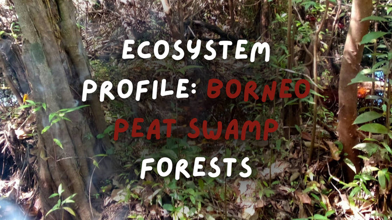 Ecosystem Profile: Borneo Peat Swamp Forests