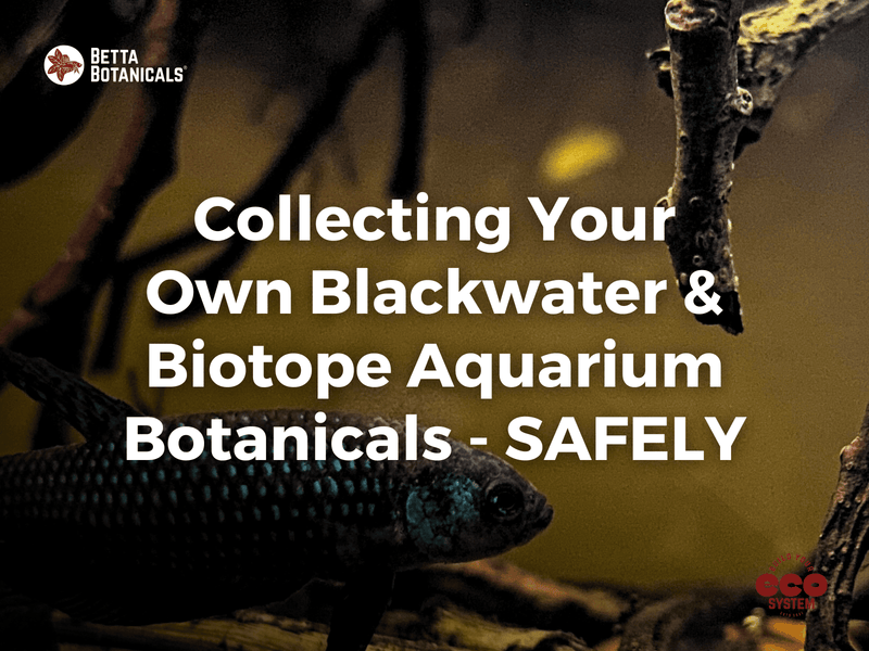 Safely collecting your own botanicals for blackwater and biotope aquariums, with expert tips on identifying, preparing, and using natural materials at Betta Botanicals.