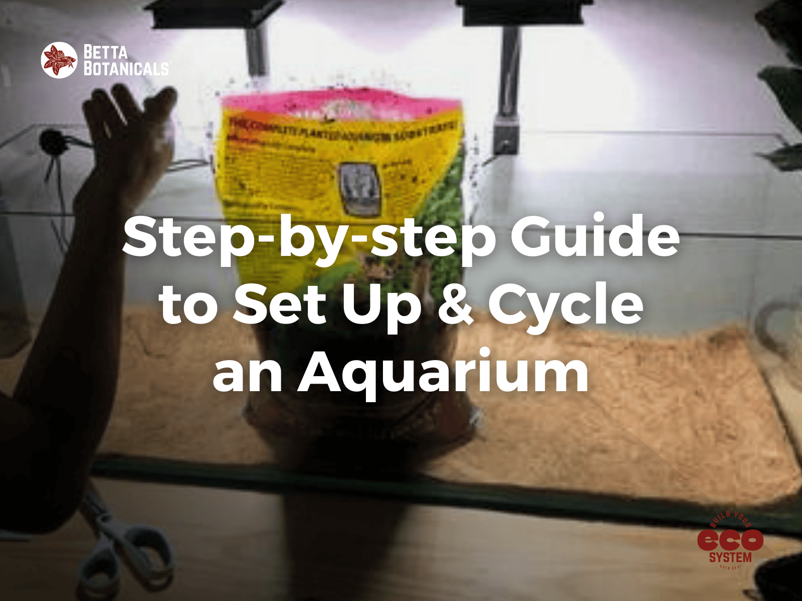 Step-by-step guide to setting up and cycling an aquarium, ensuring a healthy environment for fish and plants, with expert tips from Betta Botanicals.