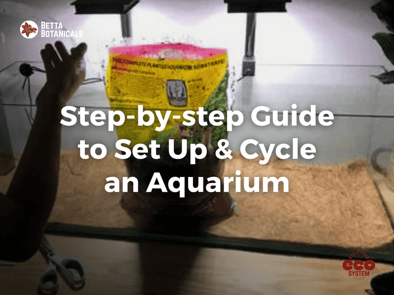 Step-by-step guide to setting up and cycling an aquarium, ensuring a healthy environment for fish and plants, with expert tips from Betta Botanicals.