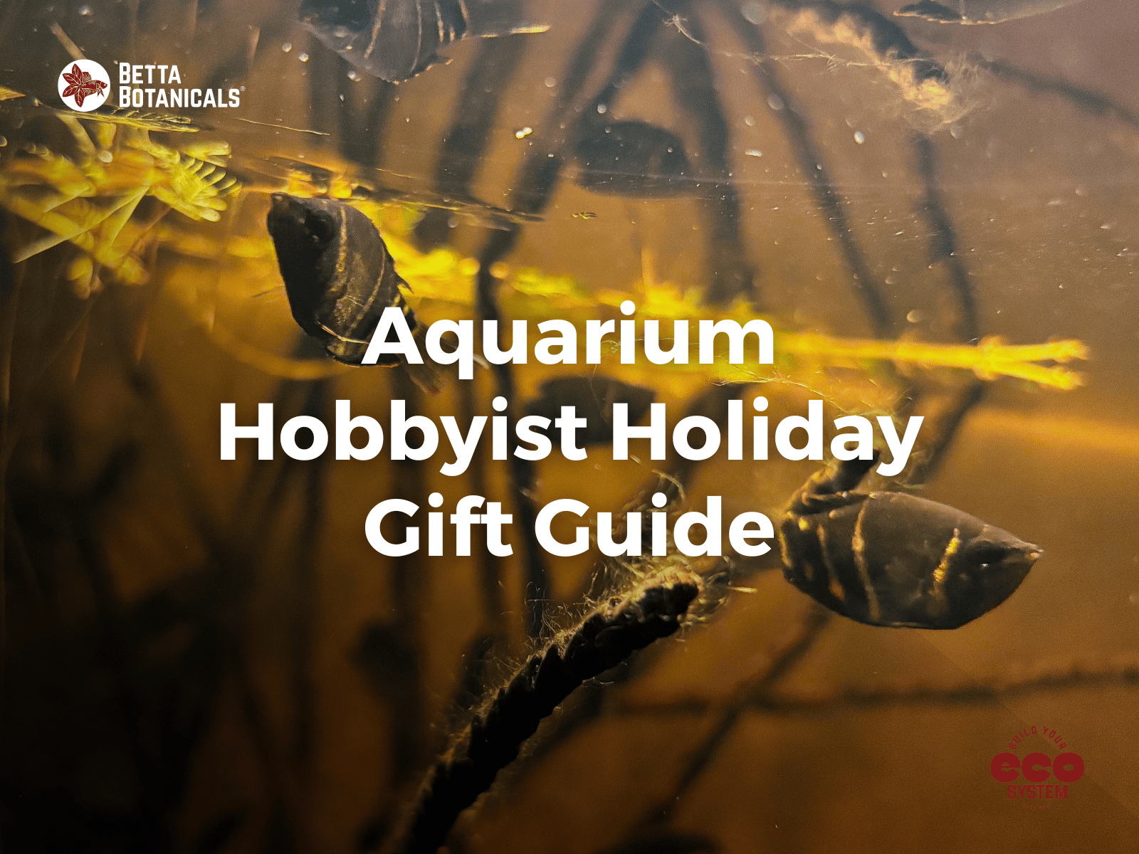 Holiday gift guide for aquarium hobbyists, featuring unique and practical gifts for fish enthusiasts, from botanicals to aquarium accessories at Betta Botanicals.
