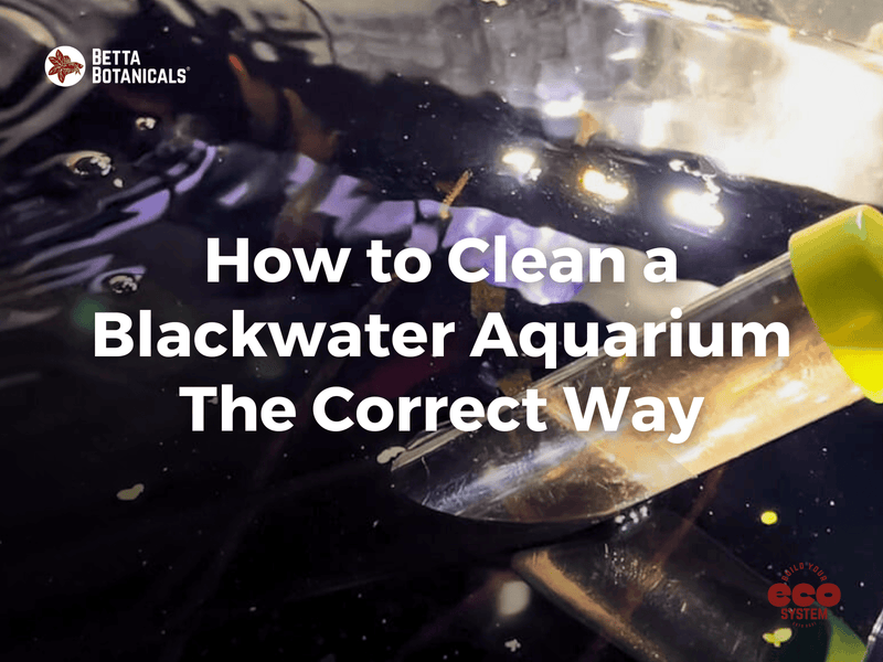 Proper cleaning techniques for blackwater aquariums, focusing on maintaining water quality and ecosystem health without disrupting the delicate balance at Betta Botanicals.