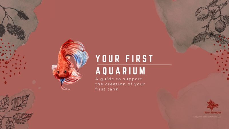 How to cycle your new blackwater aquarium using aquarium botanicals by Betta Botanicals.