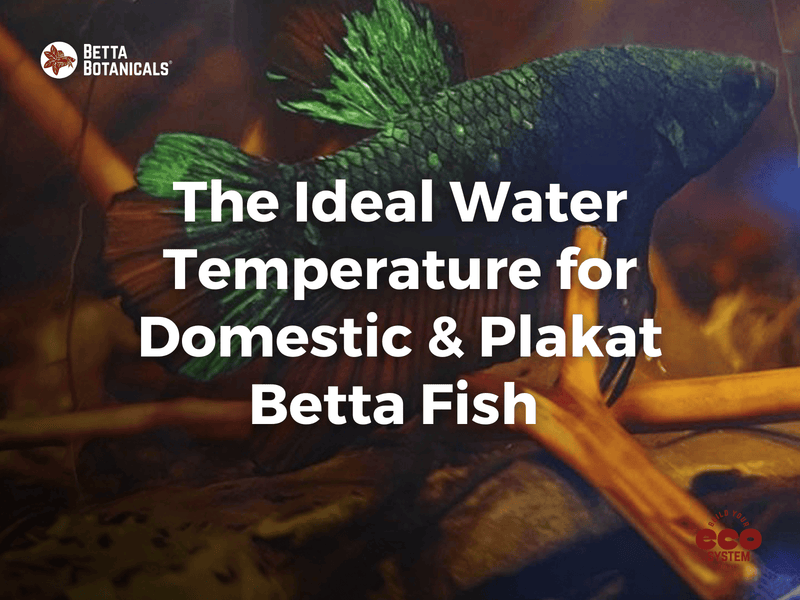 Exploring the ideal water temperature for both domestic and Plakat Betta fish, ensuring optimal health and comfort in aquarium settings at Betta Botanicals.