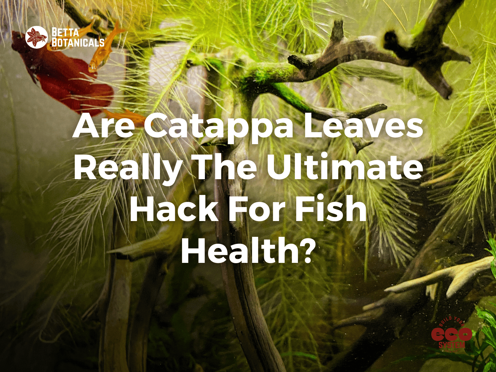 Benefits of terminalia catappa leaves for blackwater botanical method aquariums by Betta Botanicals.