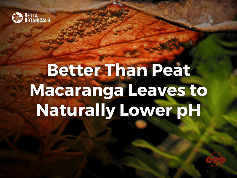 Macaranga leaves, a sustainable alternative to peat, naturally lower pH in aquariums, enhancing water chemistry for sensitive species at Betta Botanicals.