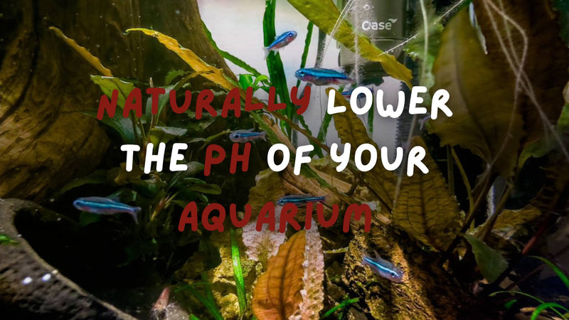 Green neon tetras swimming in a blackwater aquarium with text "naturally lower the pH of your aquarium" by Betta Botanicals.