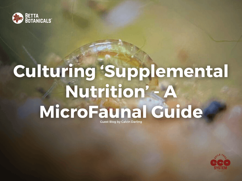 Guide to culturing microfauna as supplemental nutrition for aquariums, focusing on natural feeding methods to support botanical method ecosystems at Betta Botanicals.