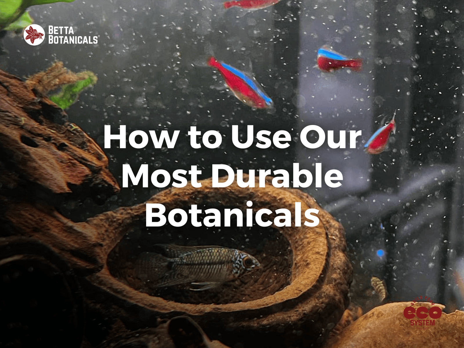 BioActive and Aquarium Guide On The Monkey Pot | From Frogs to Fish ...