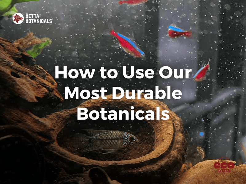 Guide to using the most durable botanicals in aquariums, including monkey pods and other long-lasting natural decor options for aquatic ecosystems at Betta Botanicals.