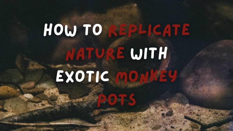 A botanical method aquarium with tan sand and a dark brown monkey pot aquarium botanical at Betta Botanicals, the text on screen reads 'How To Replicate Nature With Exotic Monkey Pots.