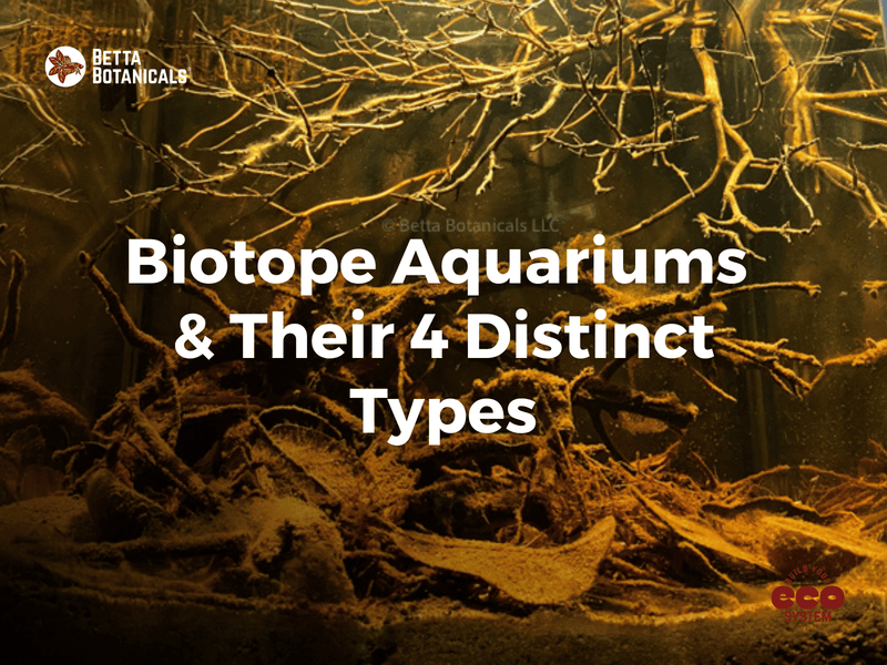 Brown tangled branches and a leaf litter bed in a biotope aquarium at Betta Botanicals.