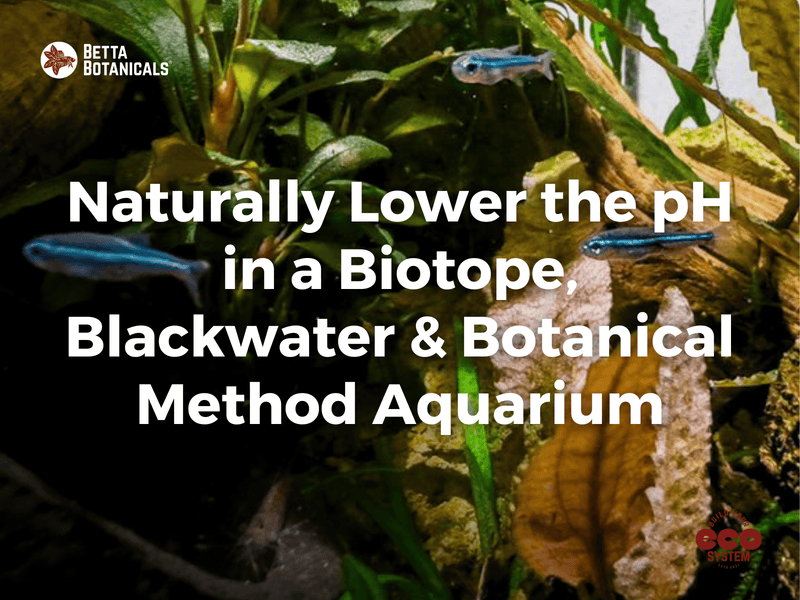 Naturally lower the pH in biotope, blackwater, and botanical method aquariums using leaf litter, seed pods, and other sustainable botanicals at Betta Botanicals.