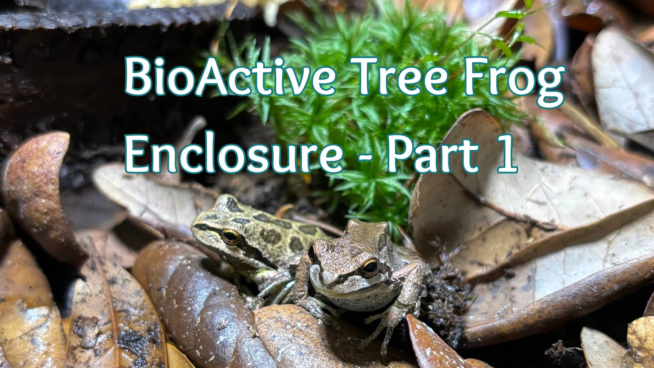 Bioactive Vivarium Build Guide for Pacific Tree Frogs - Part 1 – Betta  Botanicals