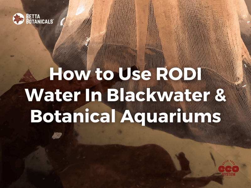 Guide to using RODI water in blackwater and botanical aquariums, highlighting its benefits for water chemistry and aquatic ecosystem health at Betta Botanicals.