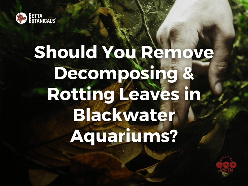 Learn when and why to remove decomposing and rotting leaves from blackwater aquariums, understanding their role in maintaining a balanced ecosystem at Betta Botanicals.