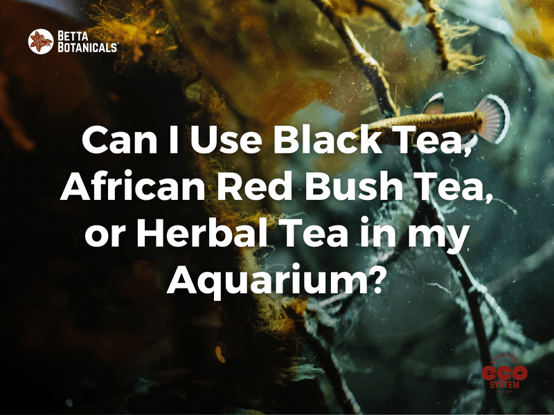 Examining the use of black tea, African red bush tea, and herbal tea for tannin-rich, natural water conditioning in aquariums at Betta Botanicals.