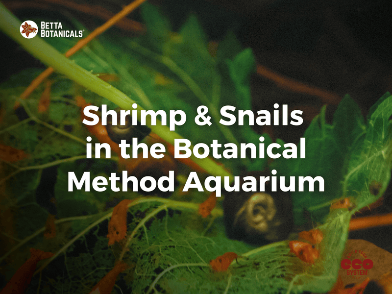 Exploring the role of shrimp and snails in the botanical method aquarium, focusing on their contributions to tank cleaning and ecosystem balance at Betta Botanicals.