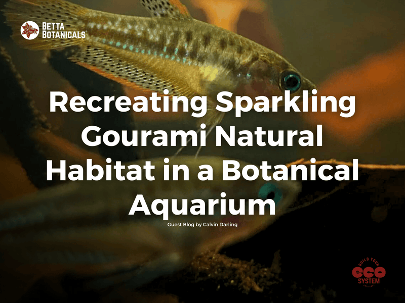 Recreating the natural habitat of the Sparkling Gourami in a botanical aquarium, highlighting blackwater environments and natural biotope products at Betta Botanicals.