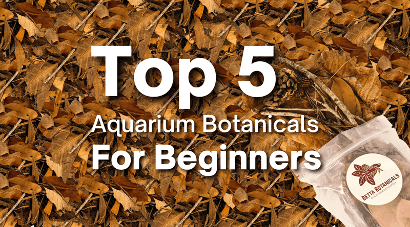 Top 5 Aquarium Botanicals for Beginner by Betta Botanicals, for betta fish tanks, betta aquariums, blackwater aquariums, biotope aquariums, and botanical style aquariums.