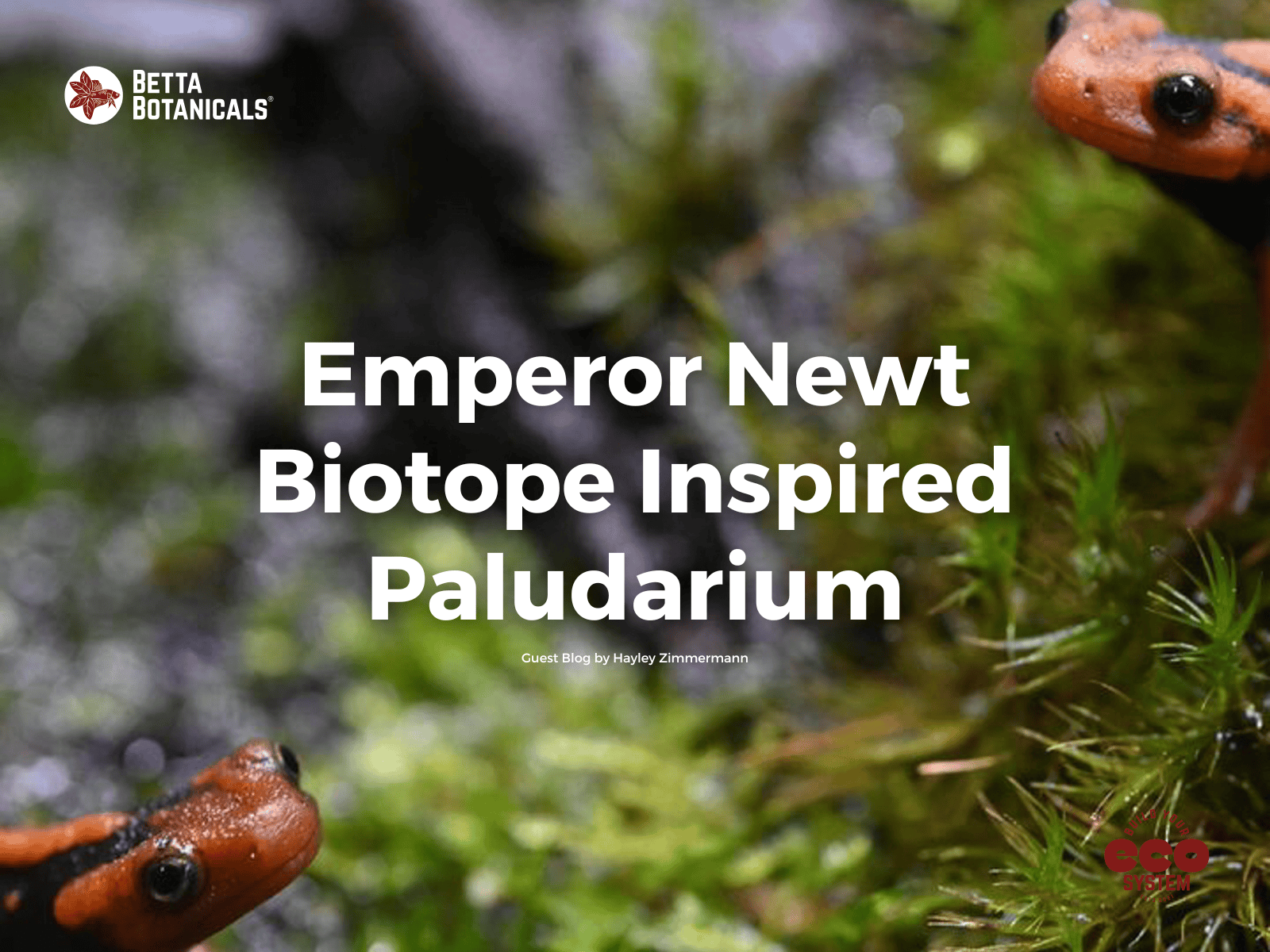 Emperor Newts in a paludarium with moss and natural elements, representing a biotope-inspired paludarium at Betta Botanicals.